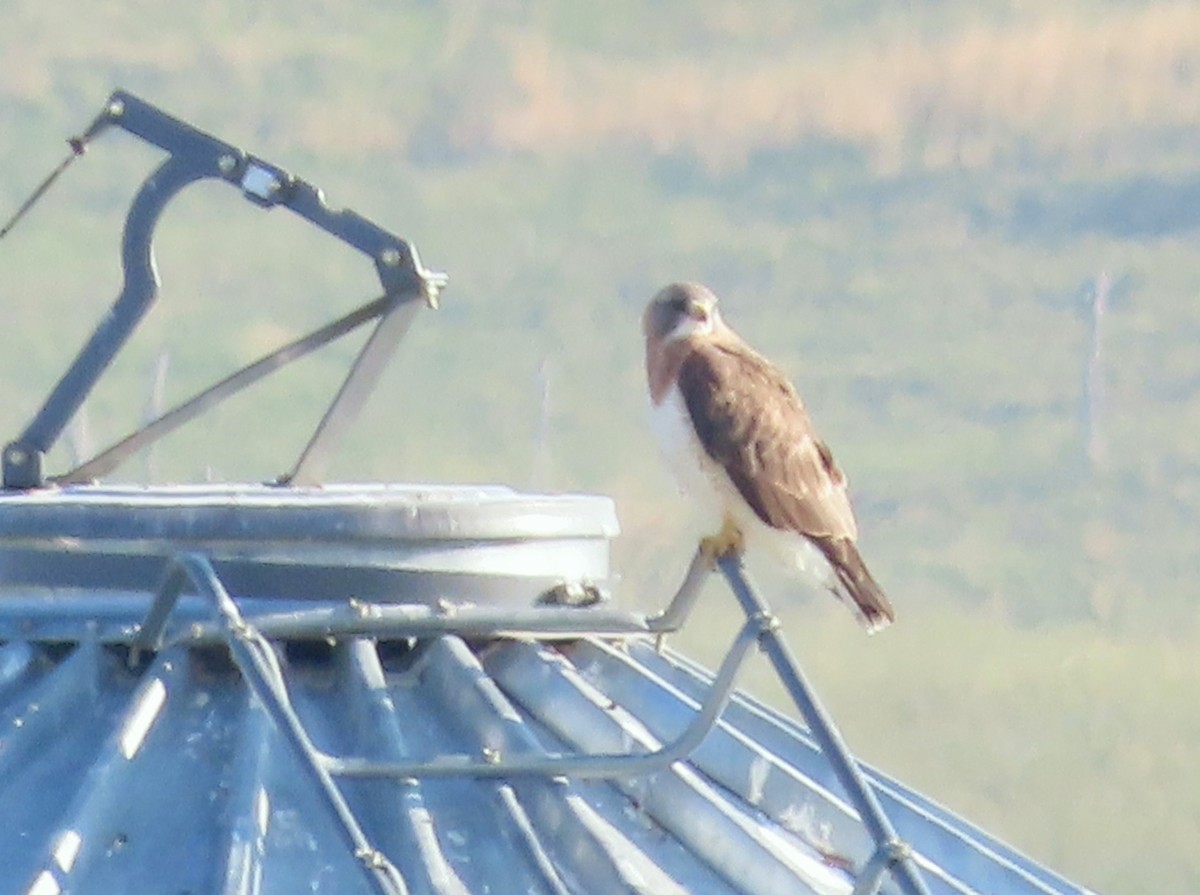 Swainson's Hawk - ML641272734