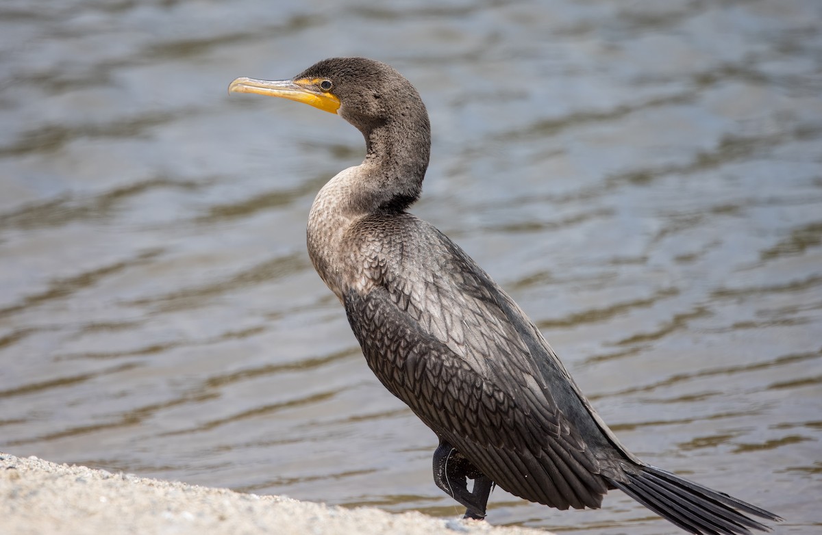 Cormoran à aigrettes - ML641272735