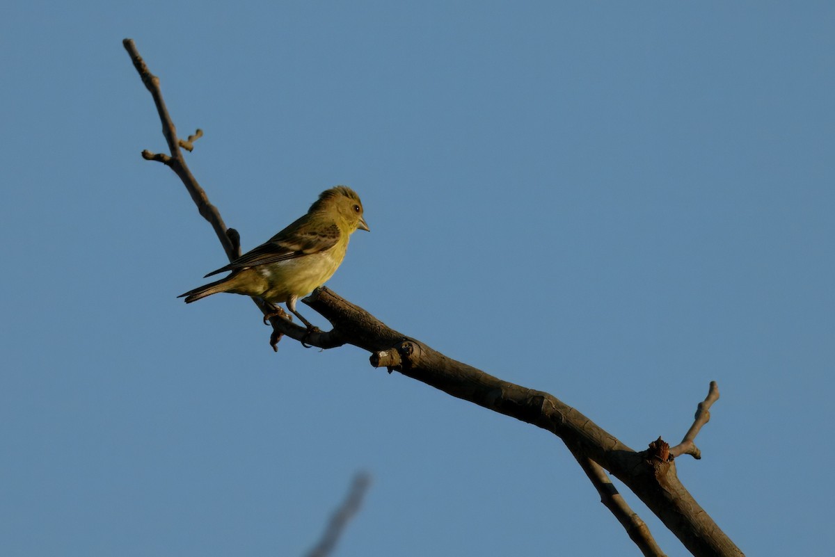 Chardonneret mineur - ML641272754
