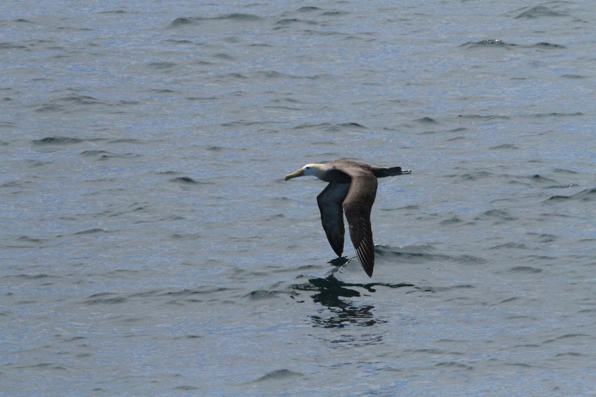 Waved Albatross - ML641272763