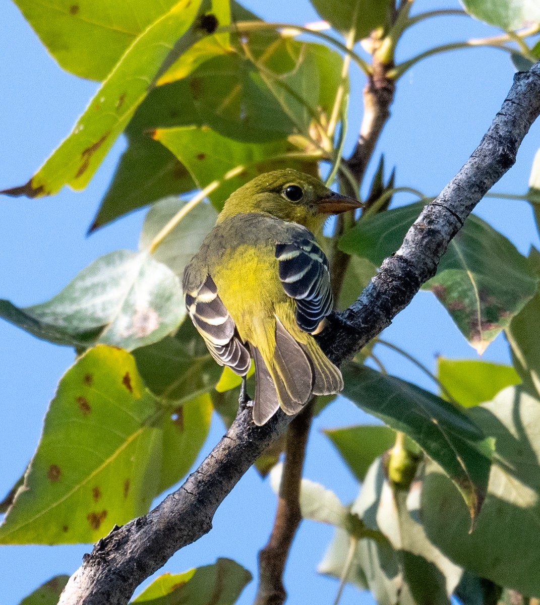 Western Tanager - ML641272772