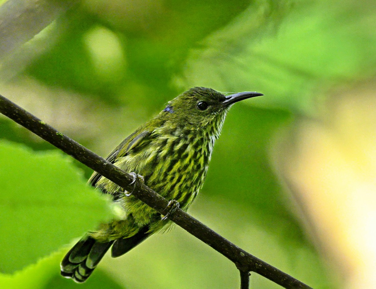 Purple-naped Spiderhunter - ML641272775