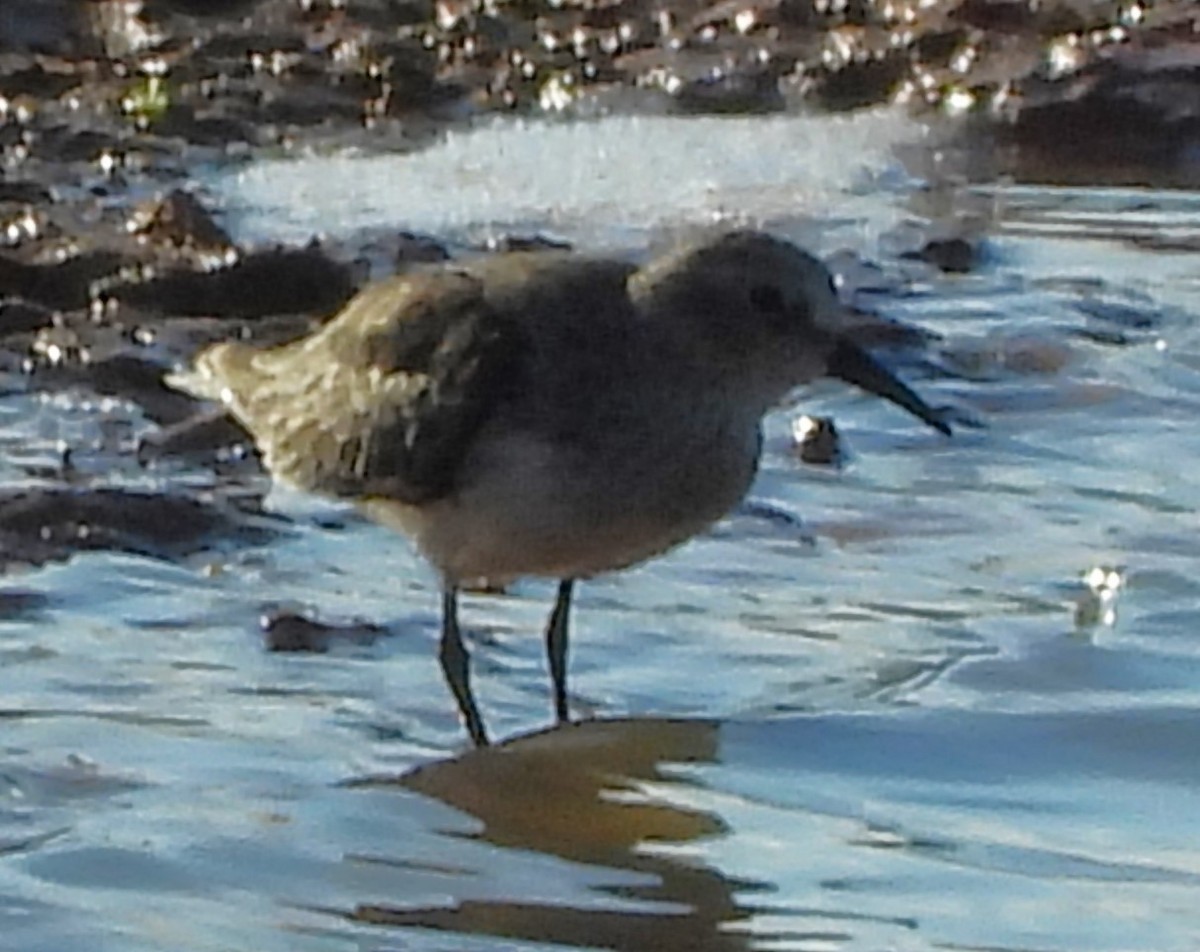 Semipalmated Sandpiper - ML641272779