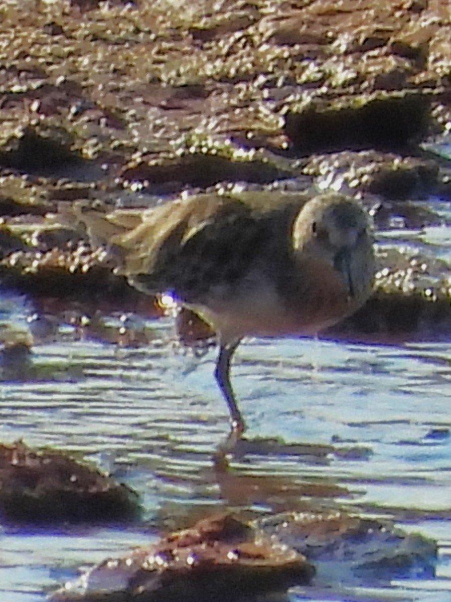 Semipalmated Sandpiper - ML641272780