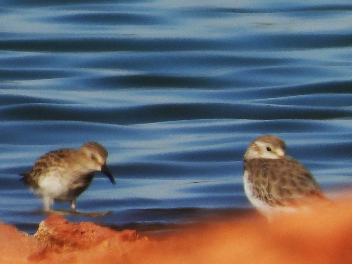 Semipalmated Sandpiper - ML641272795