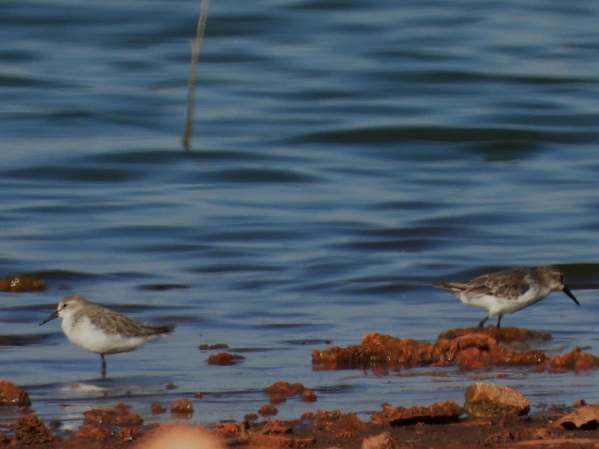 Semipalmated Sandpiper - ML641272796