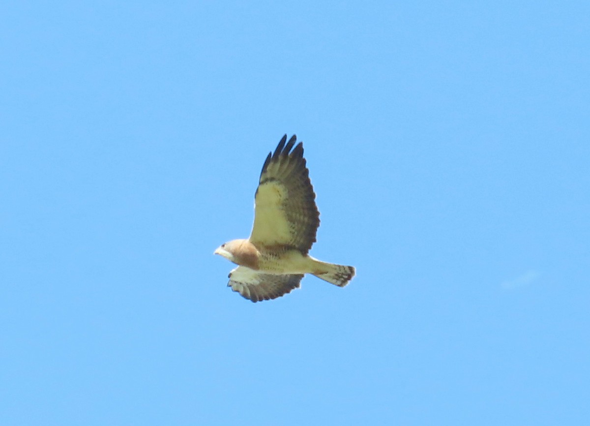 Swainson's Hawk - ML641272812