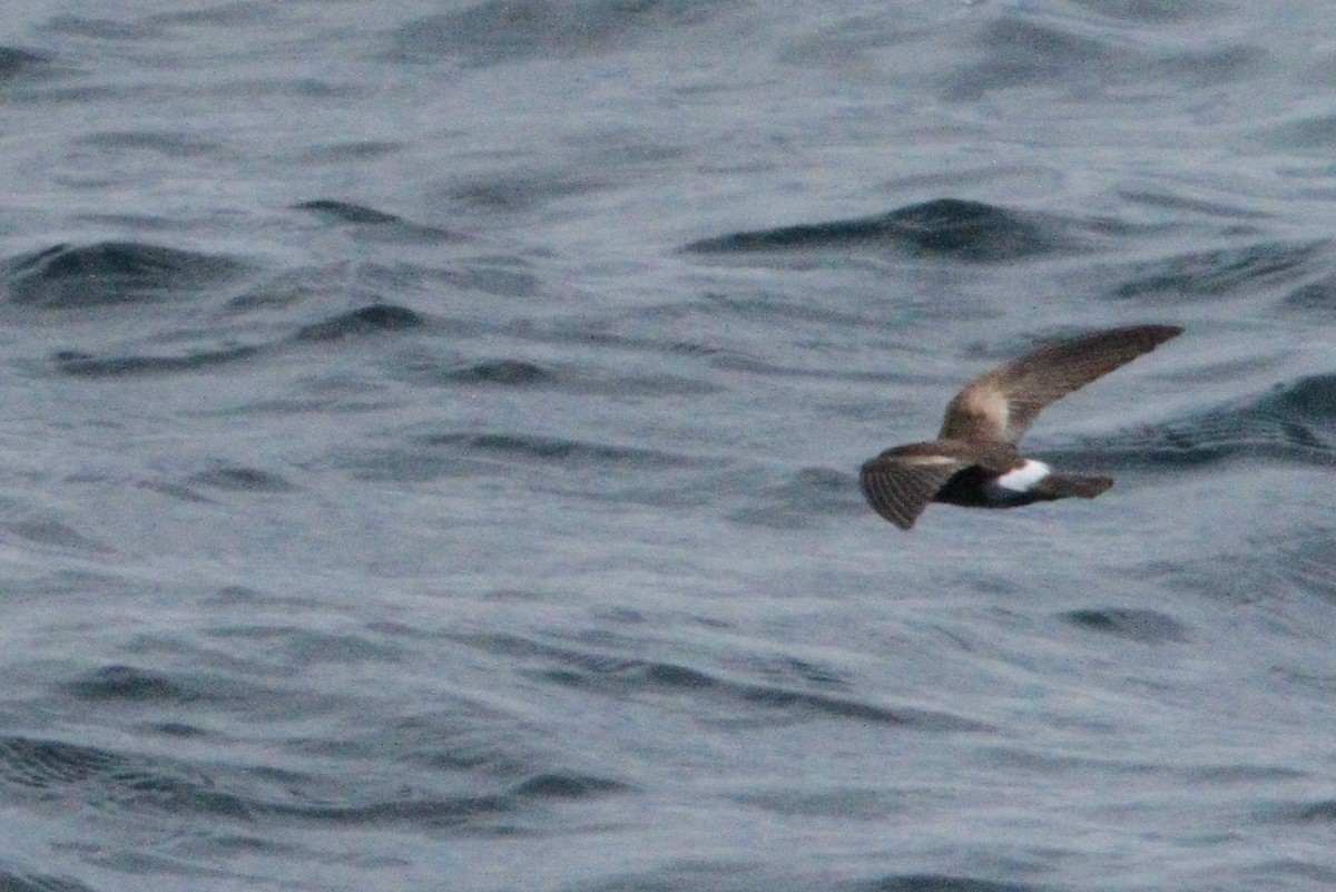 Band-rumped Storm-Petrel - ML641272842