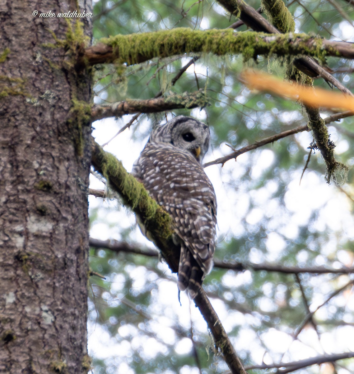 Barred Owl - ML641272843