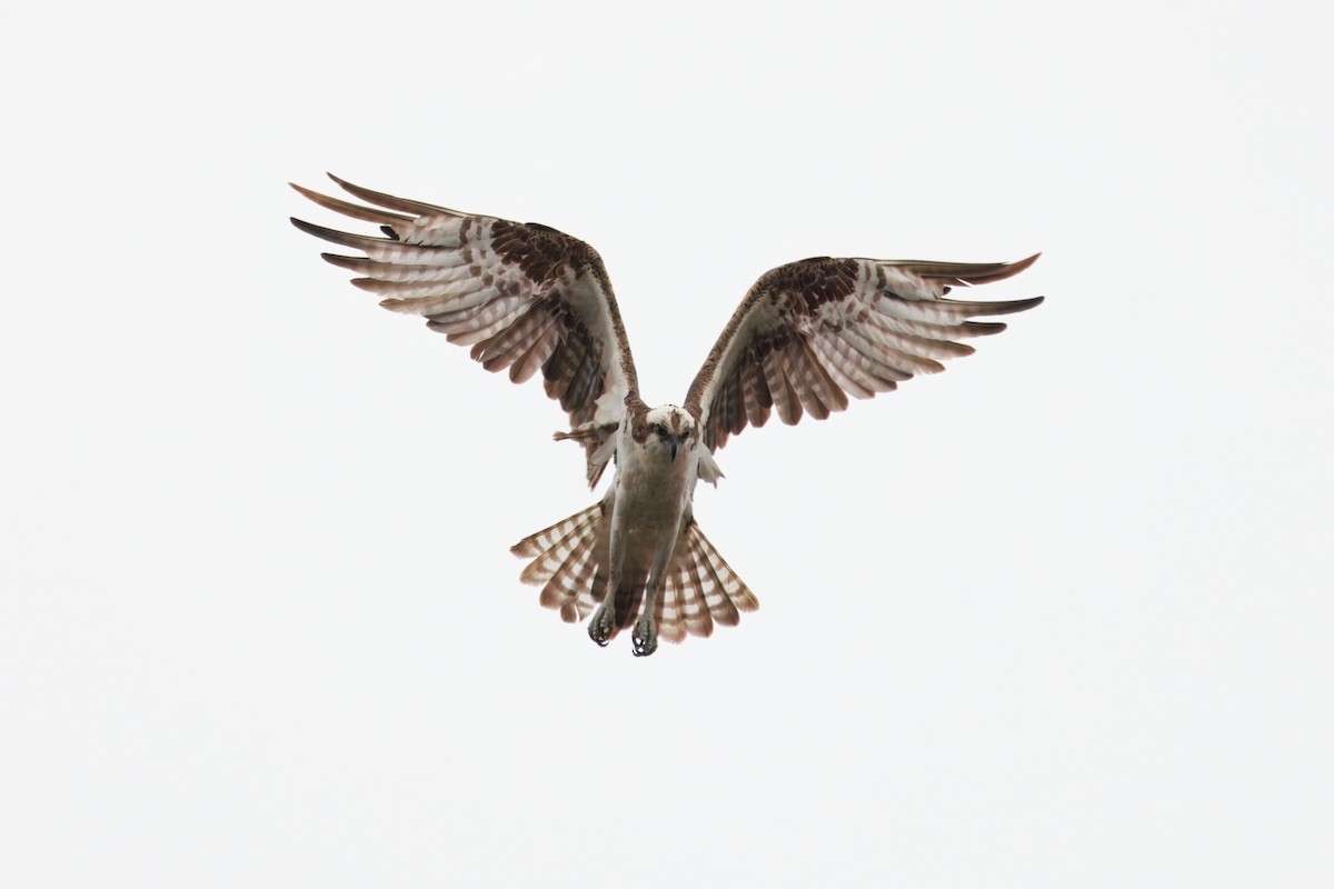 Скопа західна (підвид carolinensis) - ML641272850