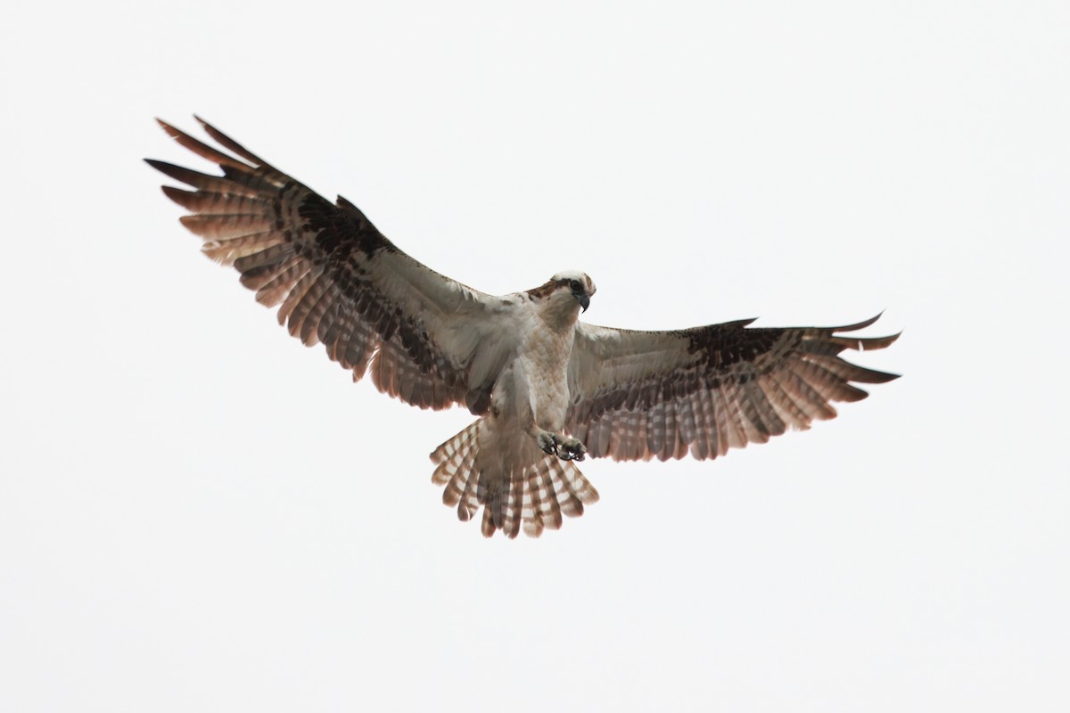 Скопа західна (підвид carolinensis) - ML641272851