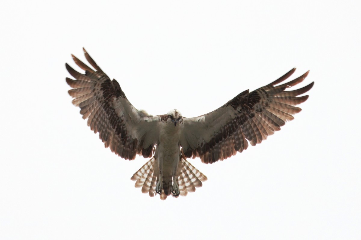 Скопа західна (підвид carolinensis) - ML641272853
