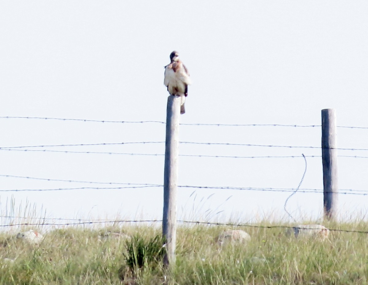 Swainson's Hawk - ML641272879
