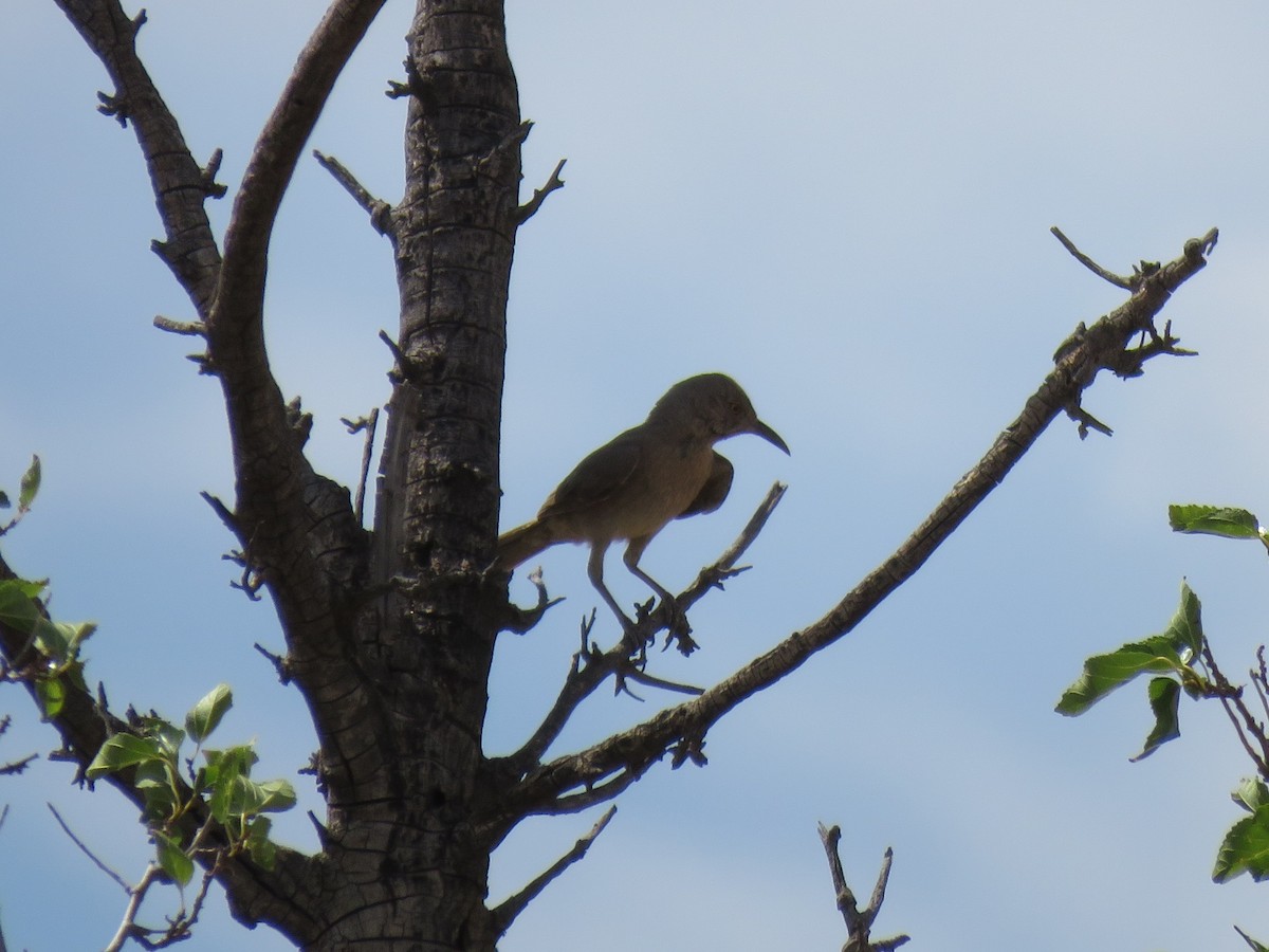 Bendire's Thrasher - ML641272884