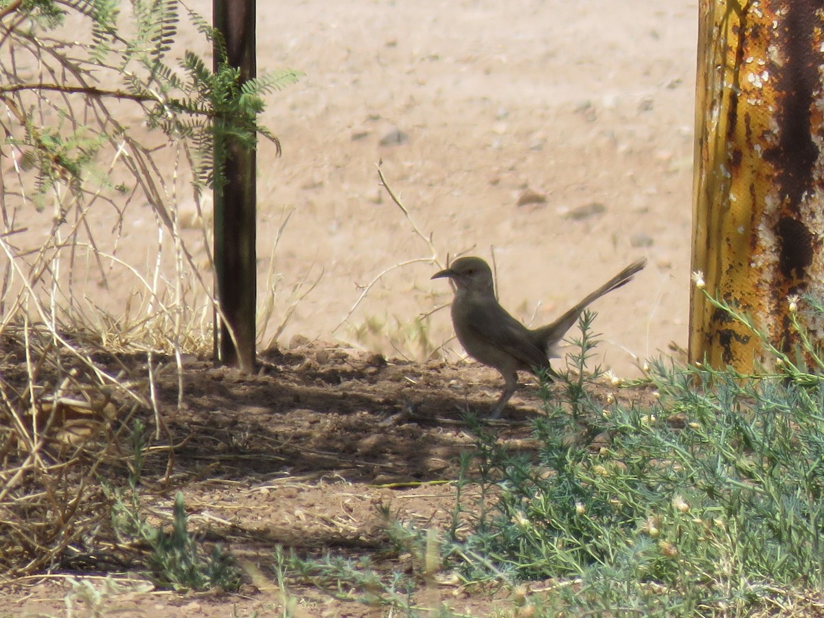 Bendire's Thrasher - ML641272885