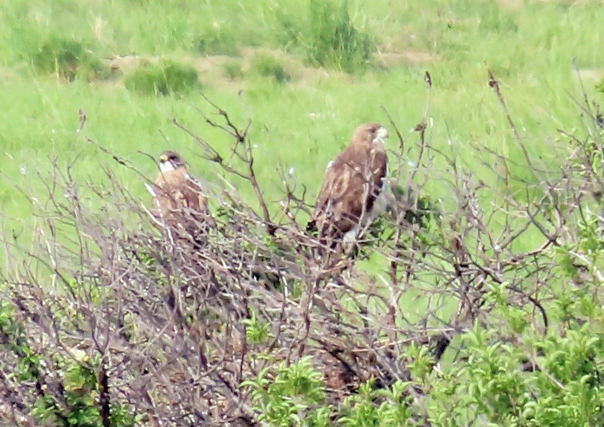Swainson's Hawk - ML641272906