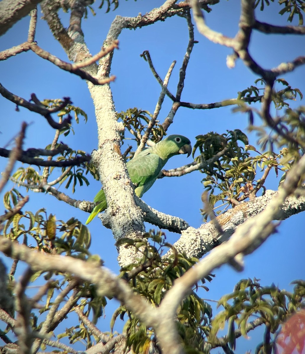 Mealy Amazon (Southern) - ML641272909
