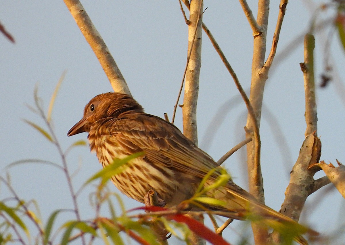 Australasian Figbird - ML641272942