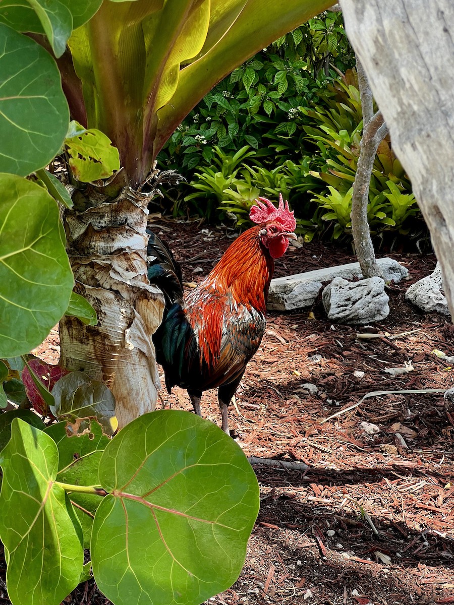Red Junglefowl - ML641272944