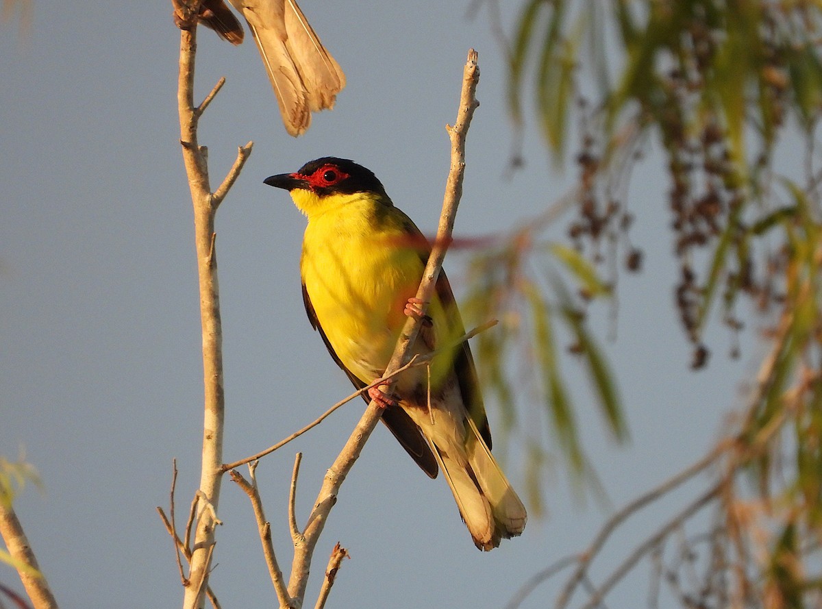 Australasian Figbird - ML641272946