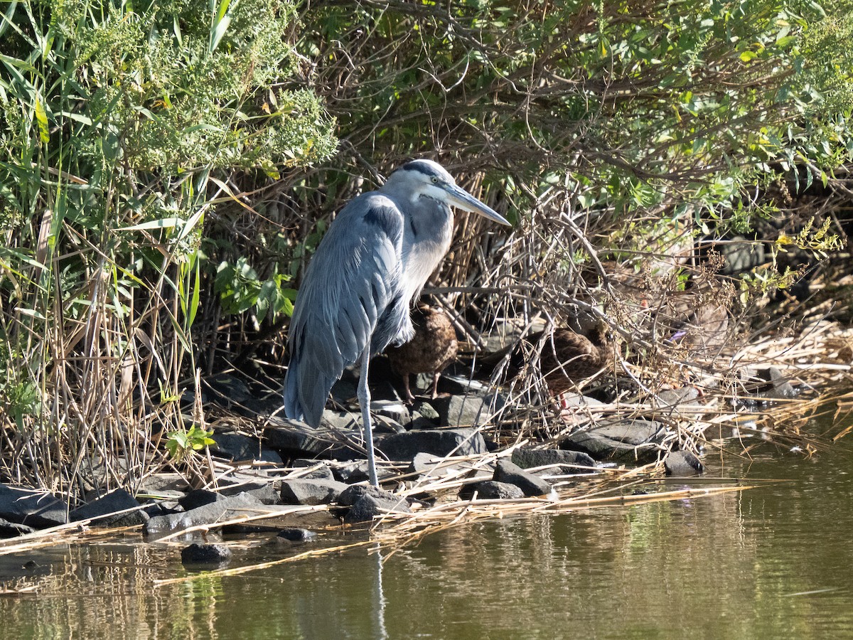 Great Blue Heron - ML641272949