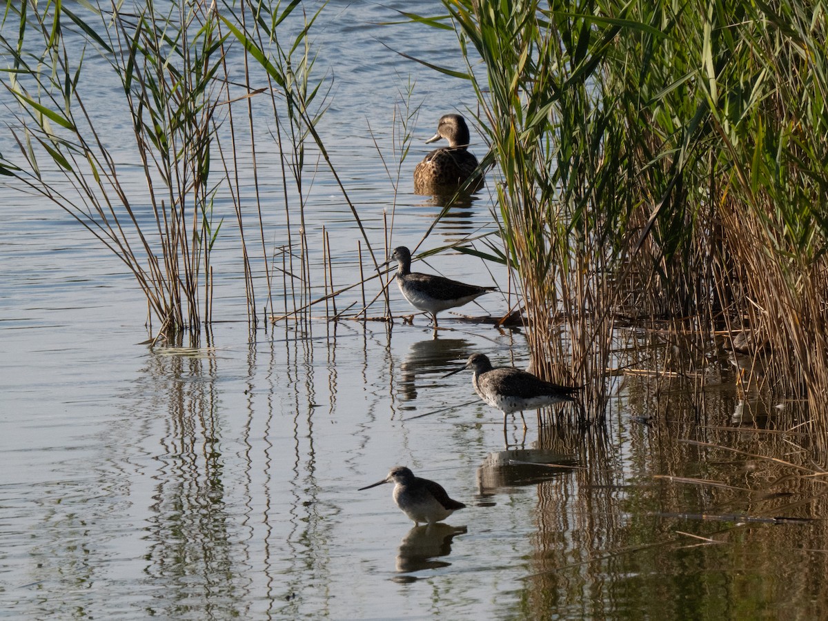 Greater Yellowlegs - ML641272962