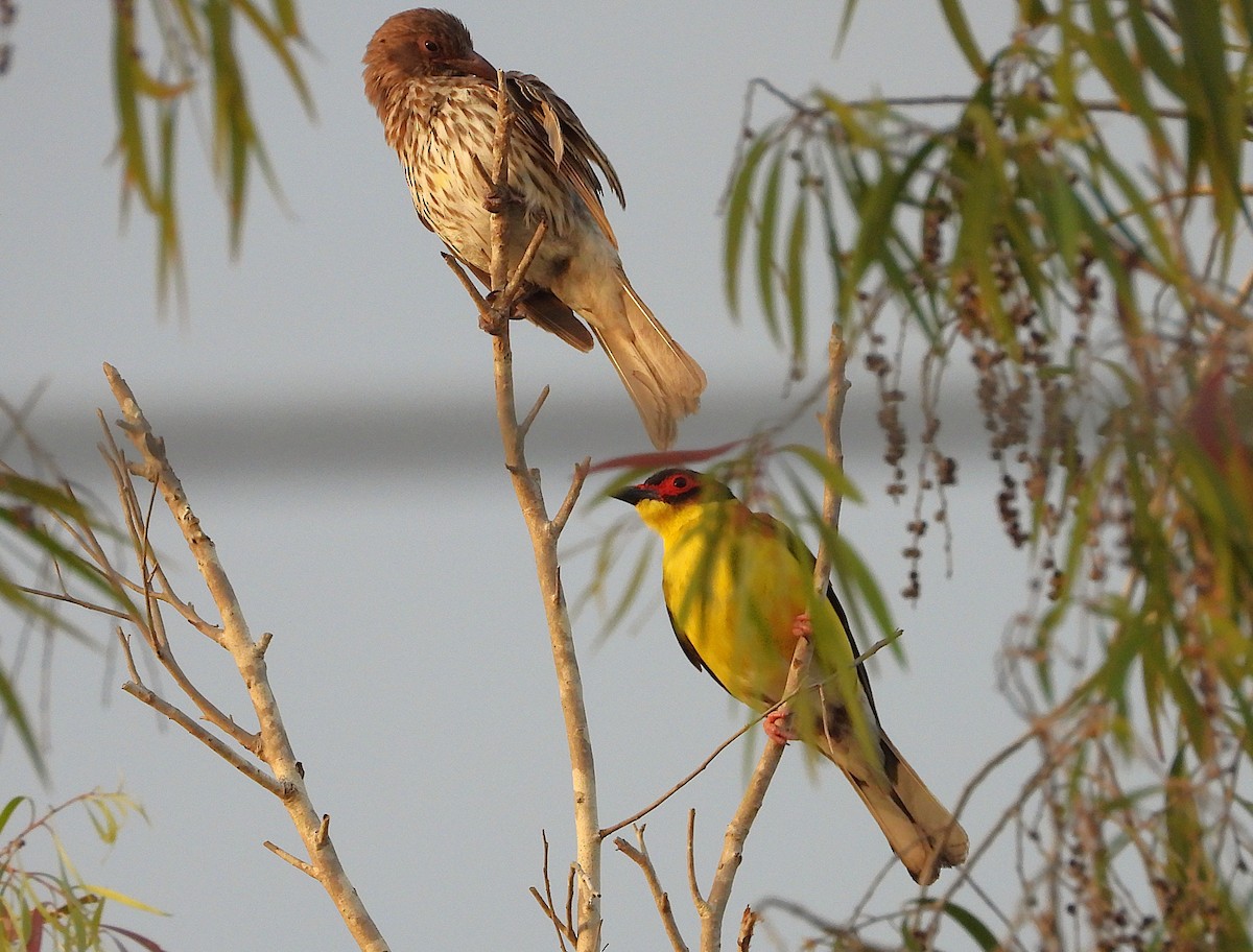 Australasian Figbird - ML641272967