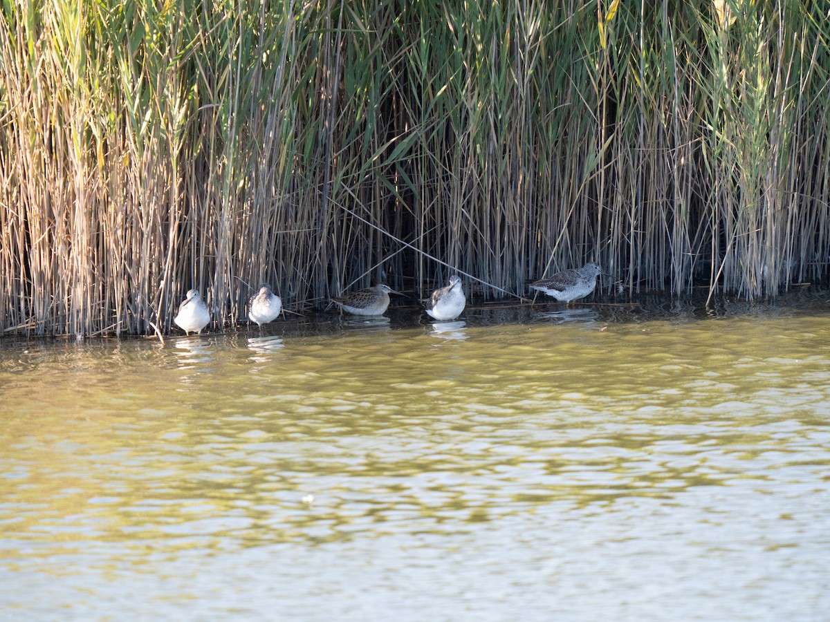 Short-billed Dowitcher - ML641272969