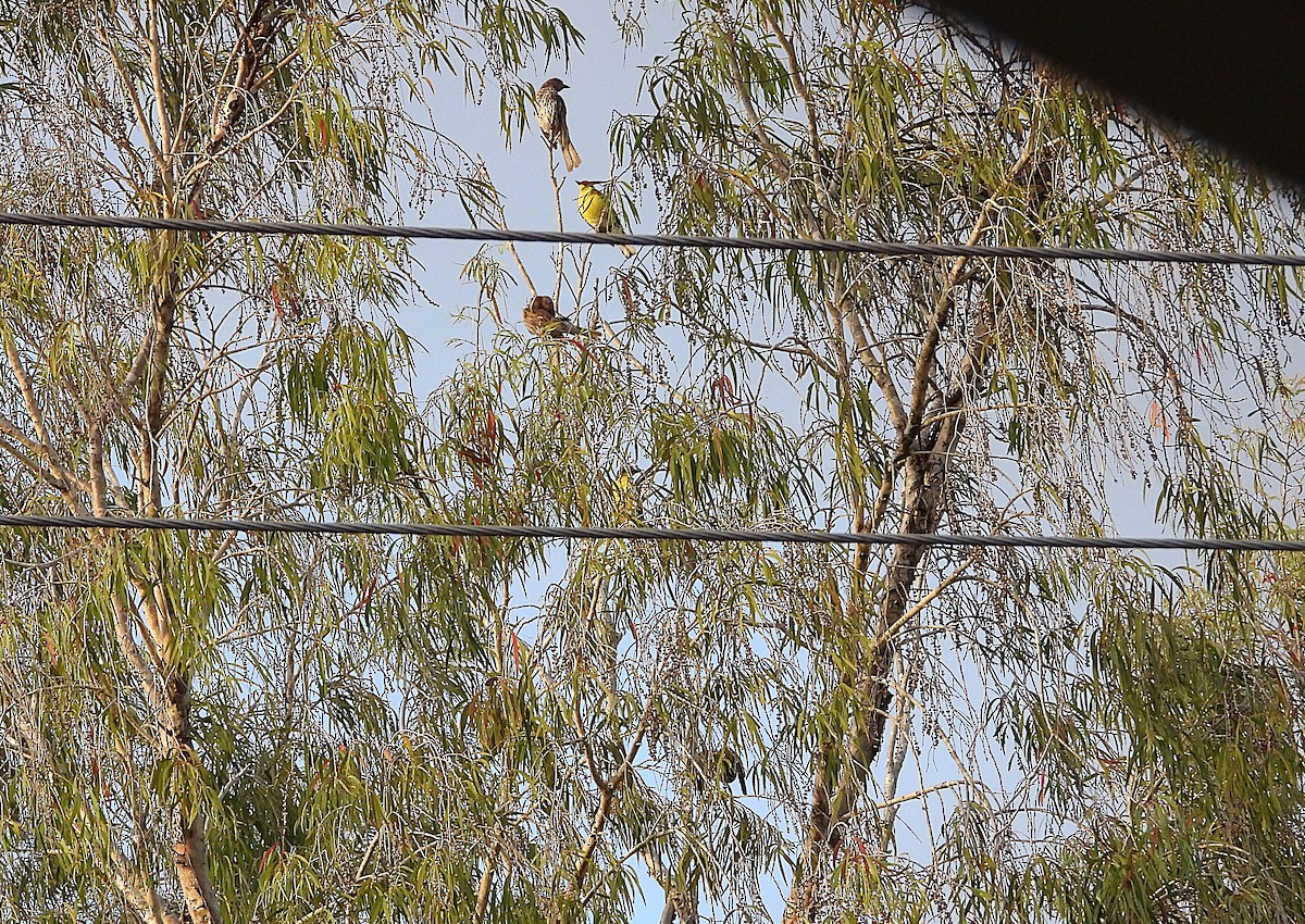 Australasian Figbird - ML641272970