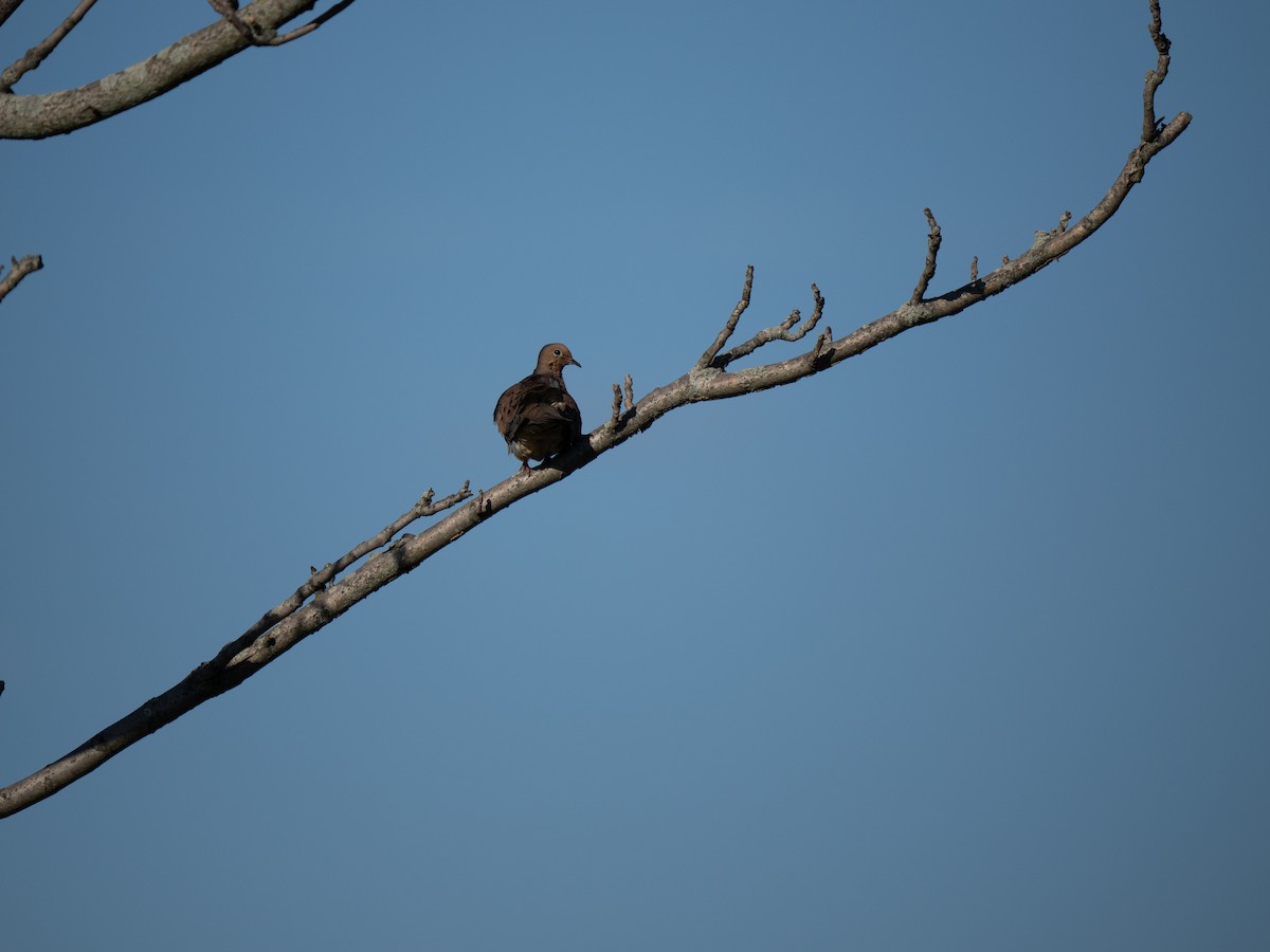 Mourning Dove - ML641272974