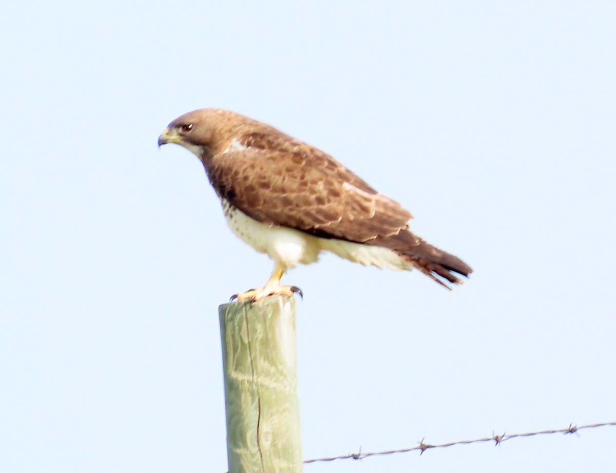 Swainson's Hawk - ML641272983