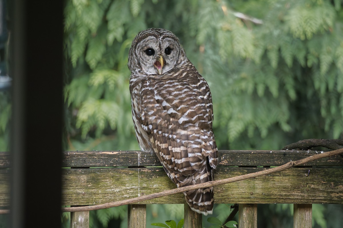 Barred Owl - ML641273033