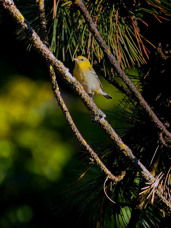 Bay-breasted Warbler - ML641273037