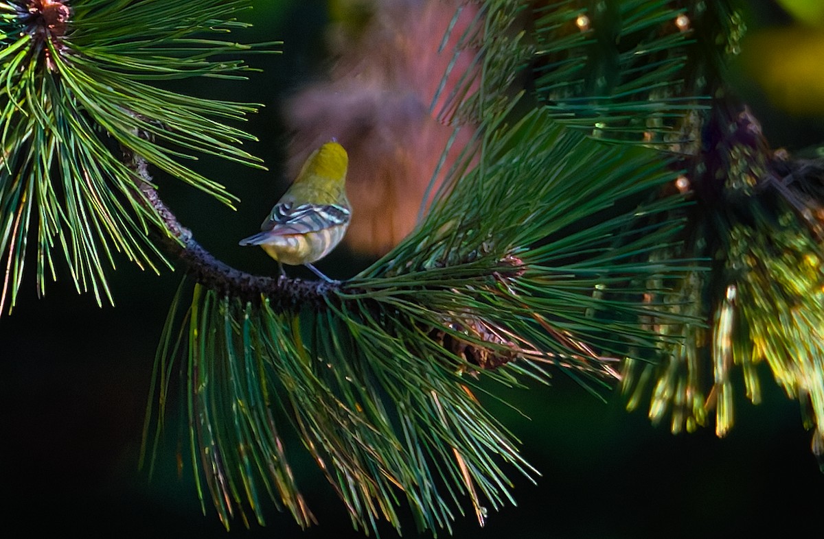 Bay-breasted Warbler - ML641273038
