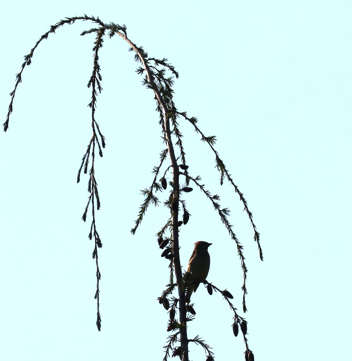 Cedar Waxwing - ML641273042