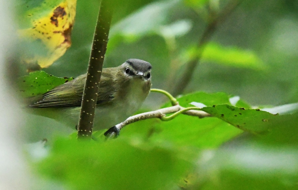rødøyevireo - ML641273051