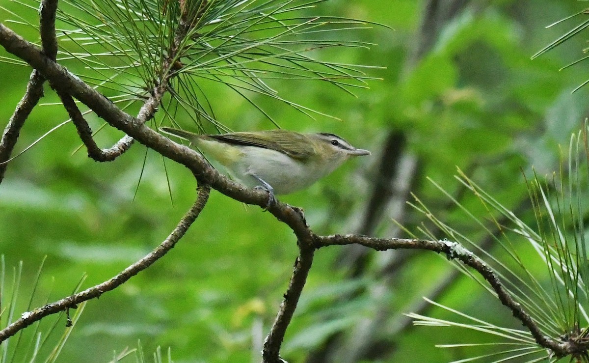 rødøyevireo - ML641273052