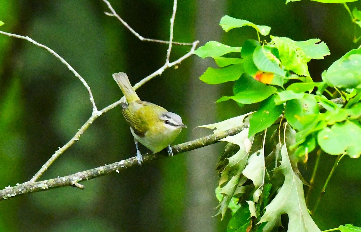 rødøyevireo - ML641273053