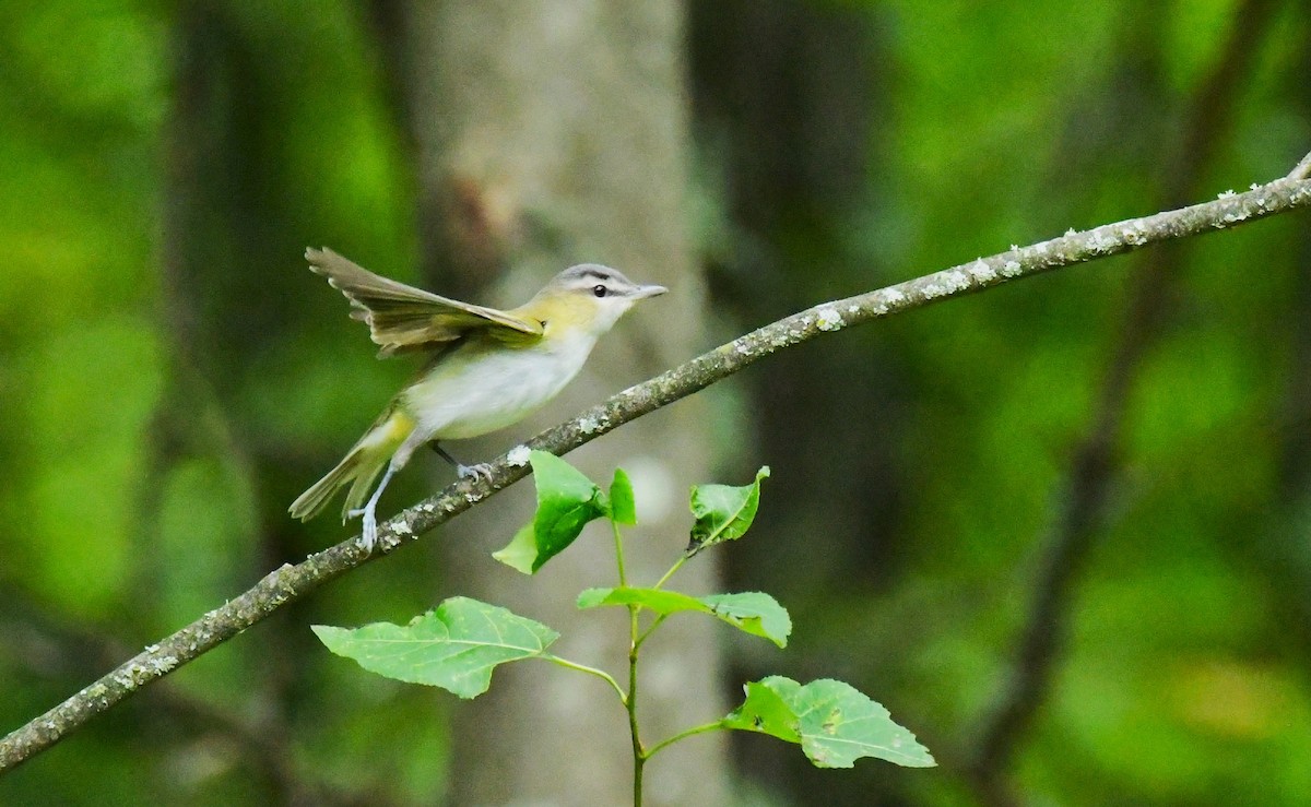 rødøyevireo - ML641273054