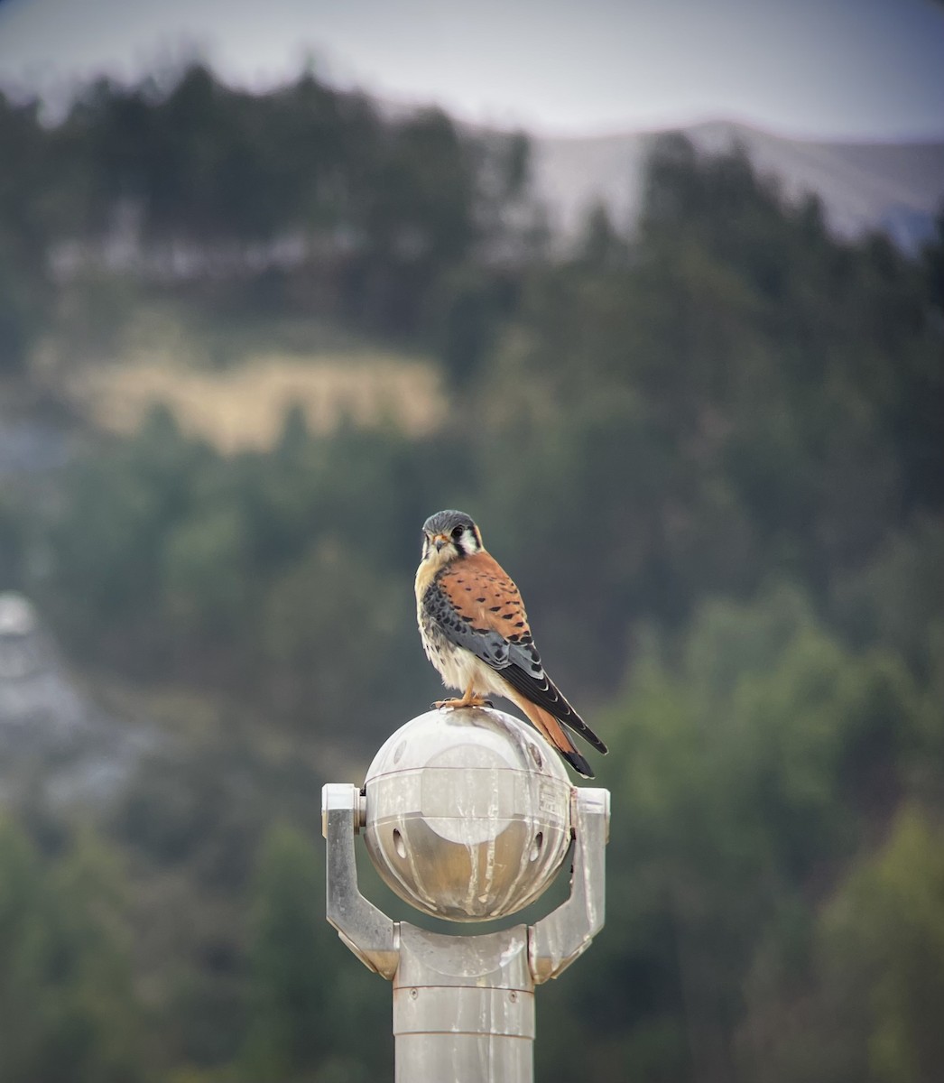 American Kestrel (South American) - ML641273061