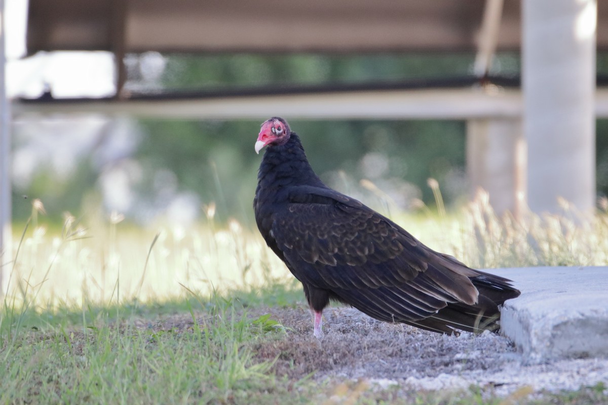 Turkey Vulture - ML641273062