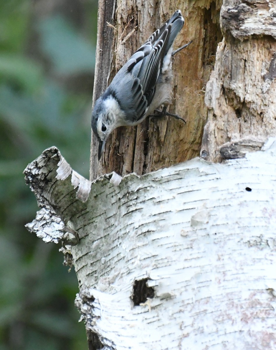 White-breasted Nuthatch - ML641273067