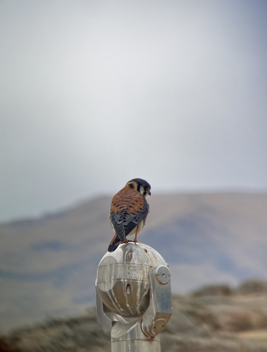 American Kestrel (South American) - ML641273072