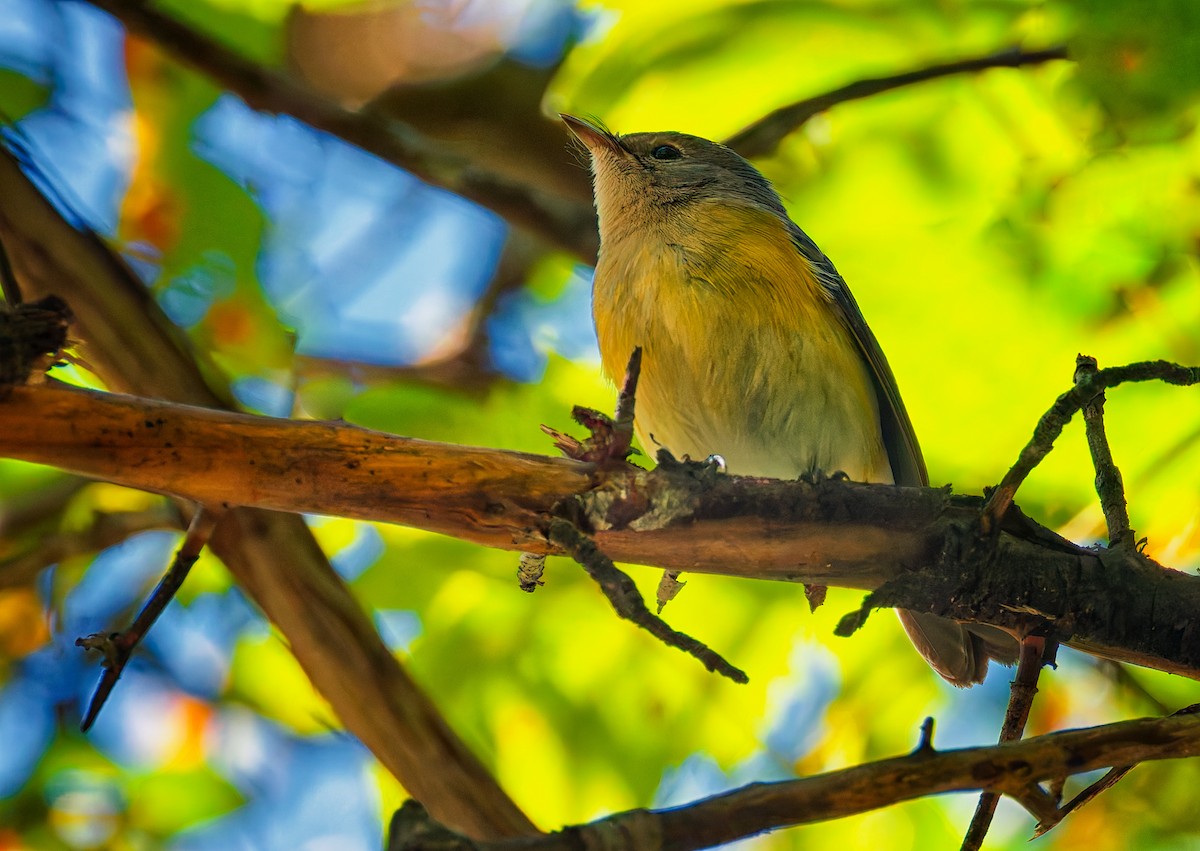 American Redstart - ML641273082