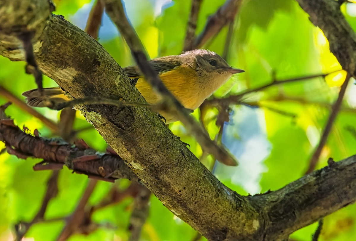 American Redstart - ML641273083