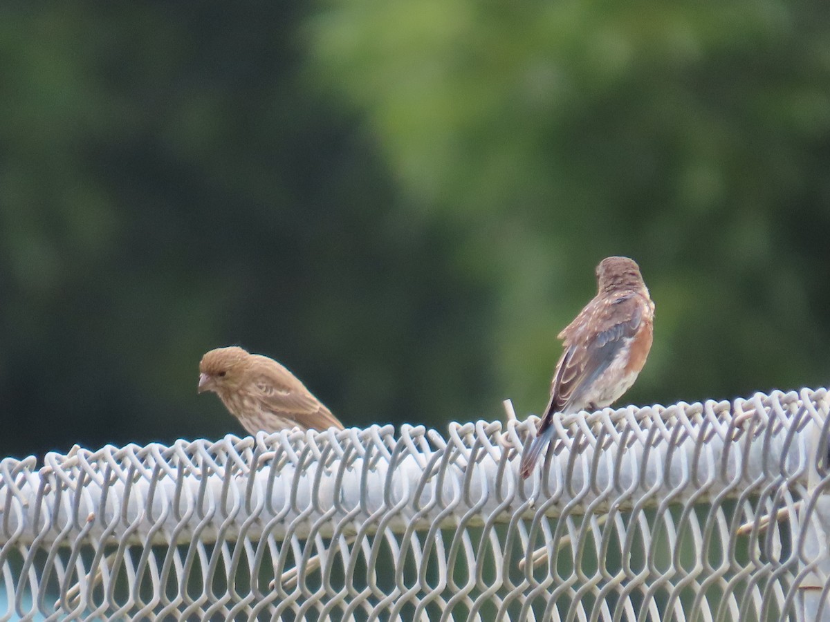 House Finch - ML641273101