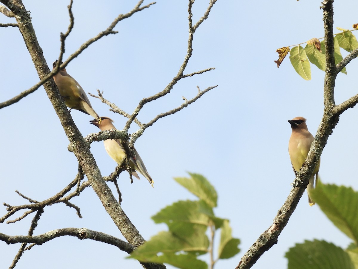 Cedar Waxwing - ML641273128