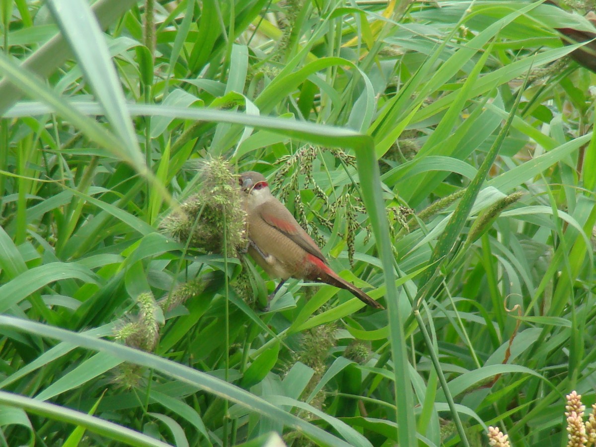 Crimson-rumped Waxbill - ML641273132