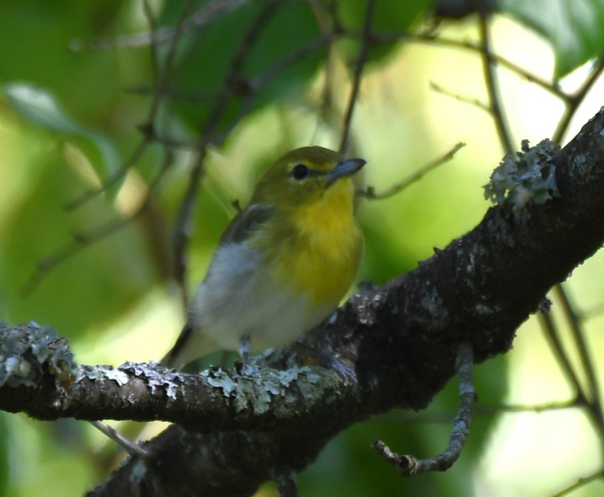 Yellow-throated Vireo - ML641273138