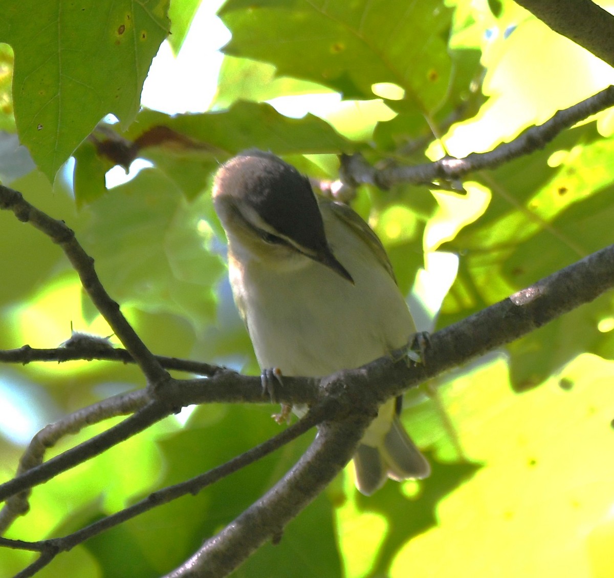 rødøyevireo - ML641273147